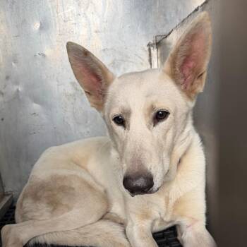 Shepherd Dogs Available for Adoption - Balki | PetCurious