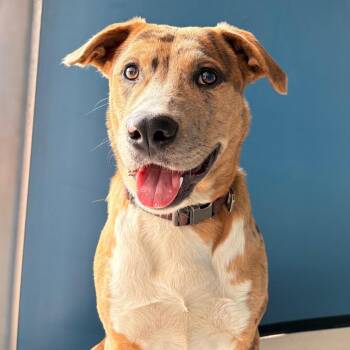 American Staffordshire Terrier Dogs Available for Adoption in Greenville, South Carolina - Cookie | PetCurious