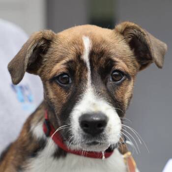 Mixed Breed Dogs Available for Adoption in Briarcliff Manor, New York - Flora | PetCurious
