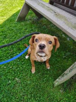 SIMBA -  Mixed Breed Dog for Adoption - SIMBA | PetCurious