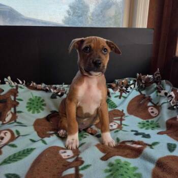 Zero -  Mixed Breed Dog for Adoption in Toms River, New Jersey - Zero | PetCurious