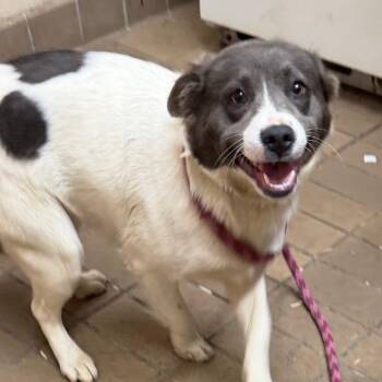 Mixed Breed Dogs Available for Adoption - Treasure | PetCurious
