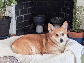 Pembroke Welsh Corgi Dogs Available for Adoption in Hudson, Massachusetts - Buddy | PetCurious