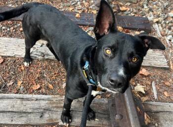 Rescue Labrador Retriever Dogs for Adoption in Blue Ridge, Georgia - Marco | PetCurious