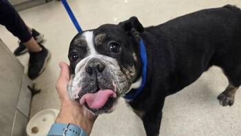 American Bulldog Dogs Available for Adoption - COCO | PetCurious