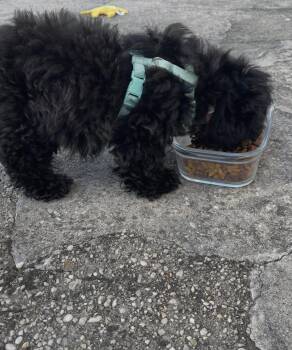 Sweetie -  Aussiedoodle Dog for Adoption in Semmes, Alabama - Sweetie | PetCurious