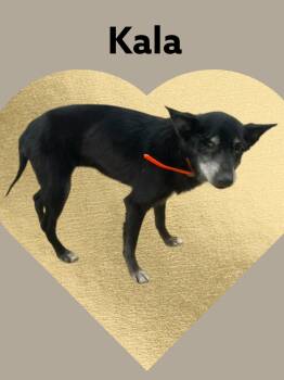 Rescue Terrier Dogs for Adoption in Chuckey, Tennessee - Kala - Sweet Senior - Good With KIDS, DOGS & CATS | PetCurious