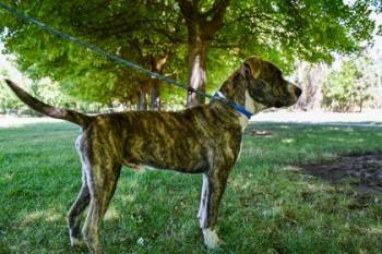 Flame -  Pit Bull Terrier and Mixed Breed Dog for Adoption in Yakima, Washington - Flame | PetCurious