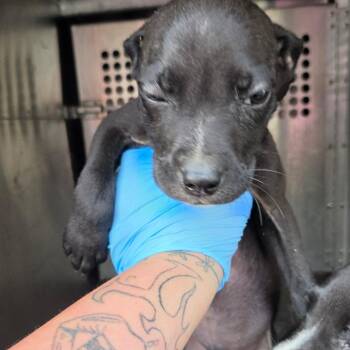 Potatoes -  Pit Bull Terrier Dog for Adoption in Birmingham, Alabama - Potatoes | PetCurious