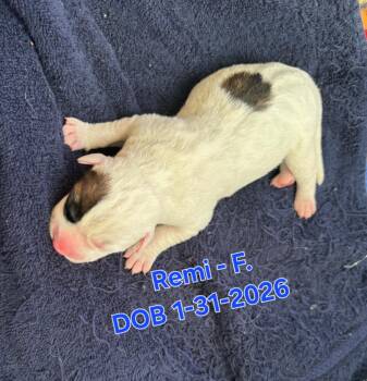 German Shepherd Dog and Border Collie Dogs Available for Adoption in Nucla, Colorado - Remi | PetCurious