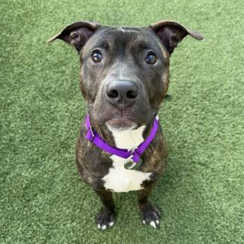 Rescue Pit Bull Terrier Dogs for Adoption in Los Angeles, California - Taz | PetCurious