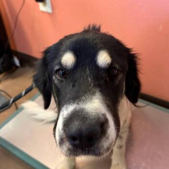 Buffy -  Australian Shepherd and Mixed Breed Dog for Adoption in Flagstaff, Arizona - Buffy | PetCurious