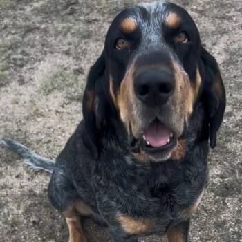Dwight -  Bluetick Coonhound Dog for Adoption in Colorado Springs, Colorado - Dwight | PetCurious