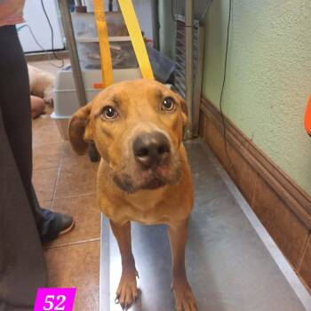 Gracie -  Pit Bull Terrier and Yellow Labrador Retriever Dog for Adoption in Madill, Oklahoma - Gracie | PetCurious