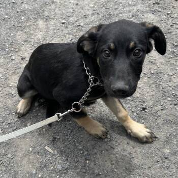 Cammo -  German Shepherd Dog and Mixed Breed Dog for Adoption in Bellingham, Washington - Cammo | PetCurious