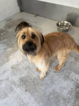 Cameron #7651 -  Terrier Dog Available for Adoption in Los Angeles, California - Cameron #7651 | PetCurious