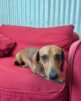 Zed -  Dachshund Dog for Adoption in Luling, Texas - Zed | PetCurious