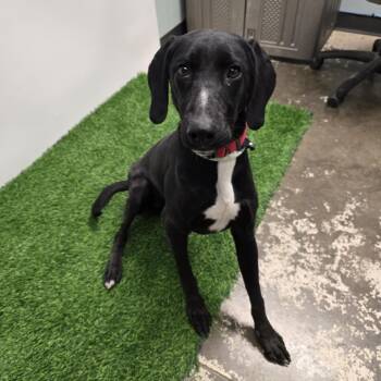 Rescue Mixed Breed Dogs for Adoption in Columbia, Missouri - Auguste Blanqui | PetCurious