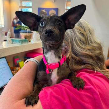 Dachshund and Mixed Breed Dogs Available for Adoption in Wichita, Kansas - Babs | PetCurious