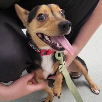 T-Bear -  Chihuahua and Dachshund Dog for Adoption in Abilene, Texas - T-Bear | PetCurious
