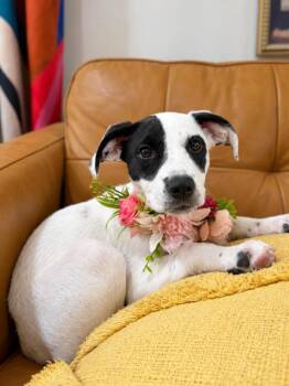 Margo Mango Tango -  Pit Bull Terrier and Pointer Dog for Adoption in Friendswood, Texas - Margo Mango Tango | PetCurious