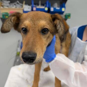 Manning -  Shepherd and Mixed Breed Dog for Adoption in Greenville, South Carolina - Manning | PetCurious
