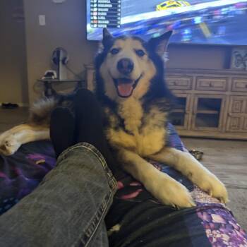 Daniel -  Husky Dog for Adoption in Richmond, Texas - Daniel | PetCurious