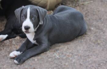 Jelly Roll -  Australian Shepherd Dog for Adoption in Albuquerque, New Mexico - Jelly Roll | PetCurious