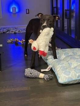 Mixed Breed Dogs Available for Adoption in Chamblee, Georgia - Chrissy | PetCurious