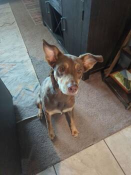 Teddy -  Australian Kelpie Dog for Adoption in Durango, Colorado - Teddy | PetCurious
