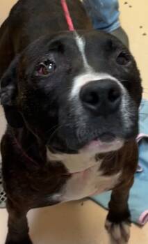 Pit Bull Terrier Dogs Available for Adoption in Elizabethton, Tennessee - KORA | PetCurious