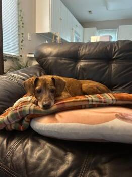 Dachshund and Mixed Breed Dogs Available for Adoption in Morton Grove, Illinois - Rodney | PetCurious