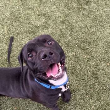 Rescue Dachshund and Labrador Retriever Dogs for Adoption in Jersey City, New Jersey - Cheech | PetCurious