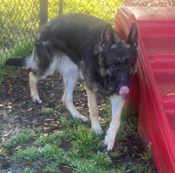 Shepherd and Mixed Breed Dogs Available for Adoption - Bailey | PetCurious