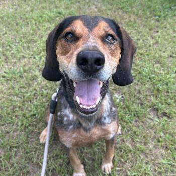 Rescue Mixed Breed Dogs for Adoption in Auburn, Alabama - Childers | PetCurious