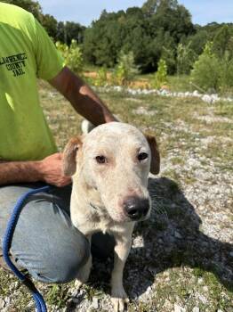 Rescue Cattle Dog Dogs for Adoption in Lawrenceburg, Tennessee - Copper | PetCurious