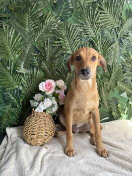 Mixed Breed Dogs Available for Adoption in Richmond, Virginia - Lego | PetCurious