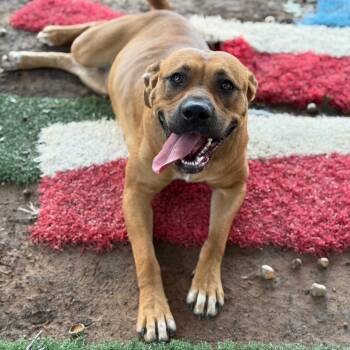 Rescue Shepherd and Mixed Breed Dogs for Adoption in Fort Smith, Arkansas - Rebecca | PetCurious