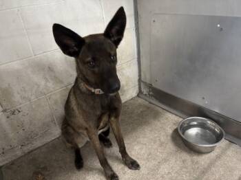 KODA -  Belgian Shepherd Malinois and Mixed Breed Dog for Adoption in San Bernardino, California - KODA | PetCurious