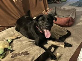 Blue -  Labrador Retriever Dog for Adoption in Aurora, Illinois - Blue | PetCurious