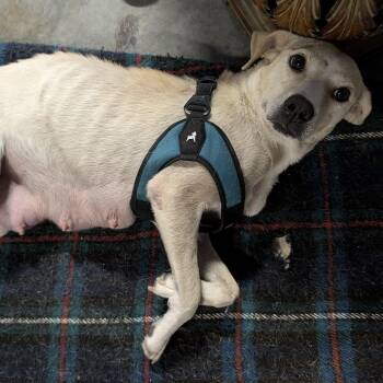 Astaria -  Mixed Breed Dog for Adoption in Chicago, Illinois - Astaria | PetCurious