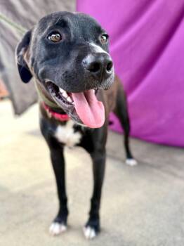 Comet -  Black Mouth Cur and Mixed Breed Dog for Adoption in Livingston, Texas - Comet | PetCurious