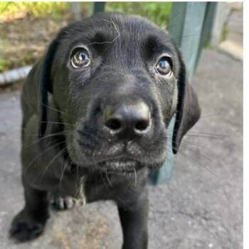 Labrador Retriever Dogs Available for Adoption - Larry | PetCurious