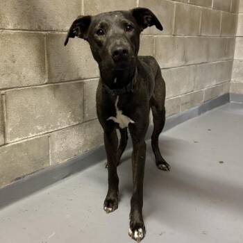 Ross -  Hound and Mixed Breed Dog for Adoption in Enfield, New Hampshire - Ross | PetCurious