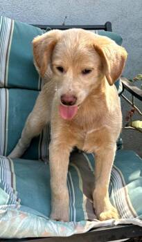 Zion -  Cockapoo Dog for Adoption in Mentone, California - Zion | PetCurious