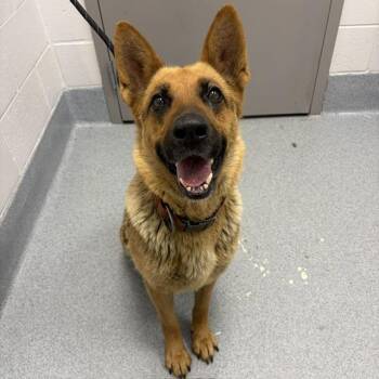LISSY -  German Shepherd Dog Dog for Adoption in Indianapolis, Indiana - LISSY | PetCurious