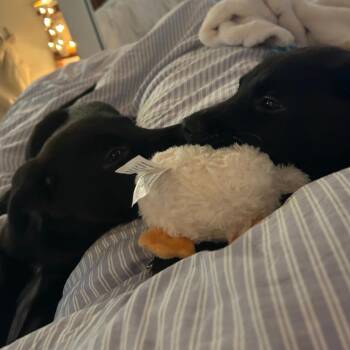 Gilly -  Black Labrador Retriever and Mixed Breed Dog for Adoption in Raleigh, North Carolina - Gilly | PetCurious