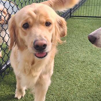 Honeybee 0411- -  Golden Retriever Dog for Adoption in Loxahatchee Groves, Florida - Honeybee 0411- | PetCurious