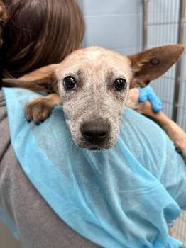 HomeGrown -  Mixed Breed Dog for Adoption in Wichita, Kansas - HomeGrown | PetCurious