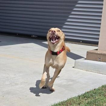 Honey -  Shepherd and Mixed Breed Dog for Adoption in Tulsa, Oklahoma - Honey | PetCurious